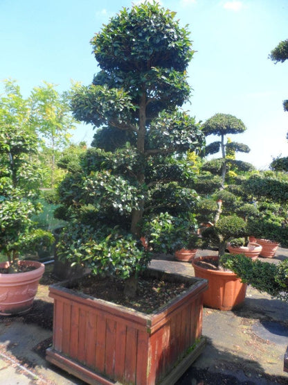  Camelia Als Bonsai (Camellia Sasanqua)