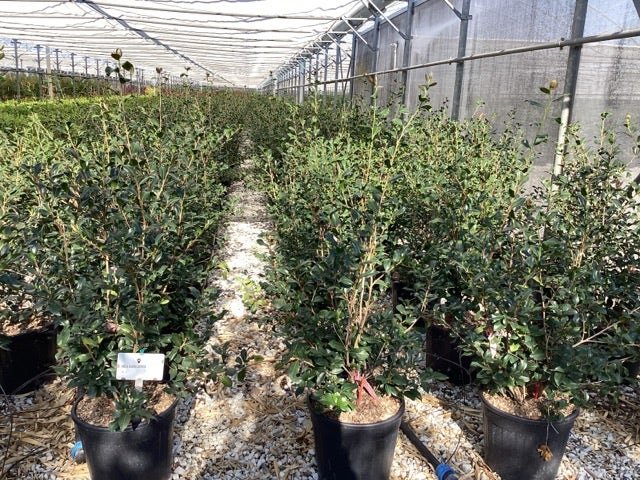  Camelia (Camellia Sasanqua 'Cleopatra')