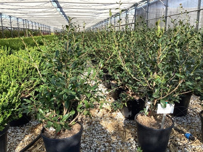  Camelia (Camellia Sasanqua 'Hino De Gumo')