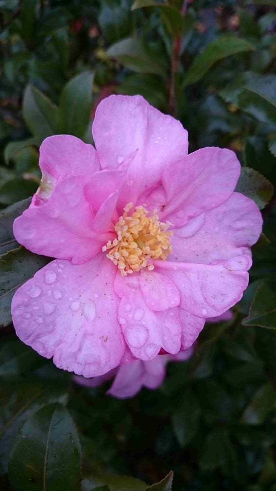  Camelia (Camellia Sasanqua)