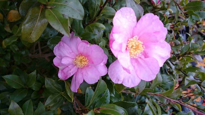  Camelia (Camellia Sasanqua)