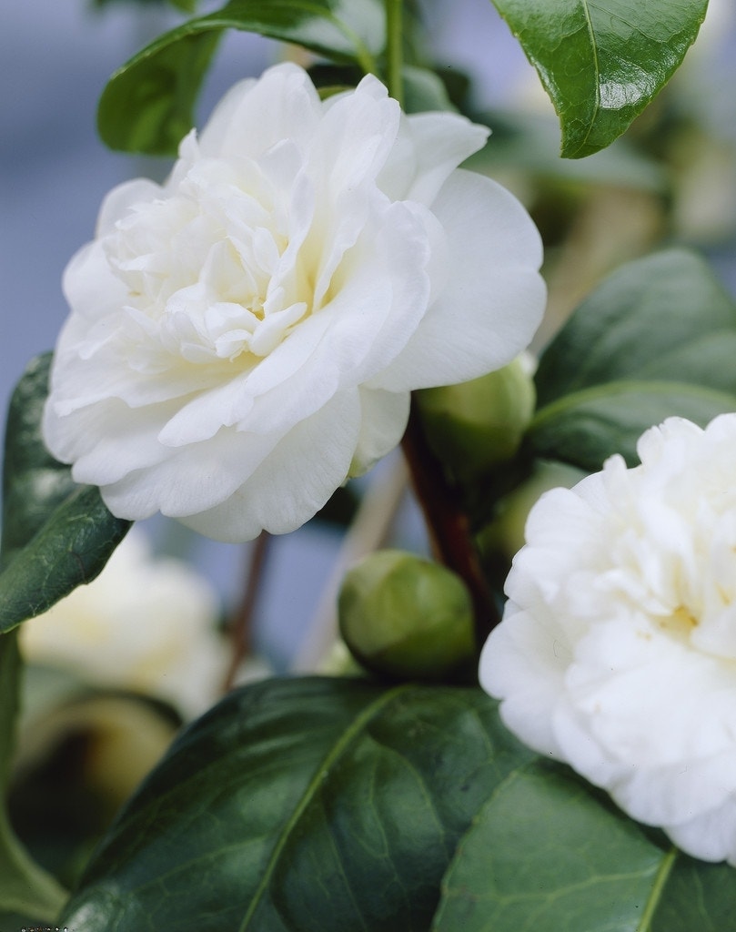  Camelia (Camellia, Wit)