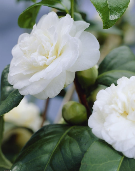  Camelia (Camellia, Wit)