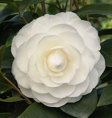  Camelia (Camellia Japonica ‘Perfection White’)