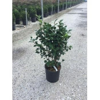  Camelia (Camellia Japonica ‘Perfection White’)