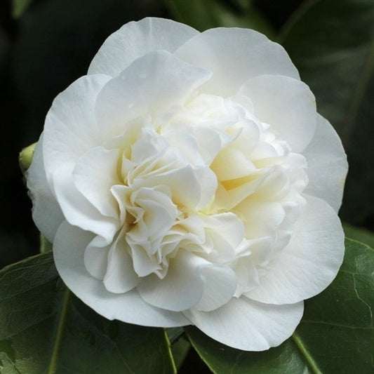  Camelia (Camellia Japonica 'Powder Puff')