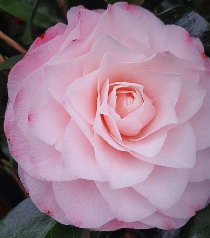  Camelia (Camellia Japonica 'Sacco Vera')