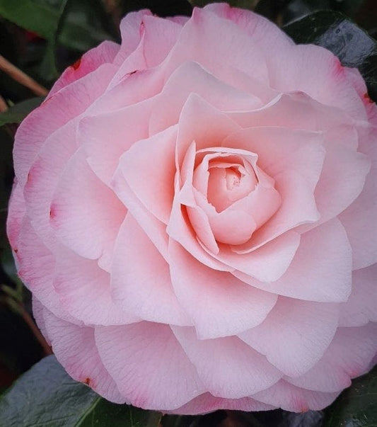  Camelia (Camellia Japonica 'Sacco Vera')