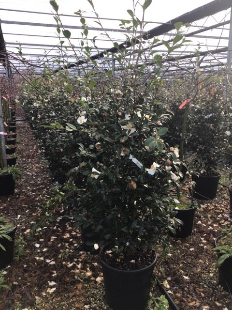  Camelia (Camellia Sasanqua 'Hino De Gumo')