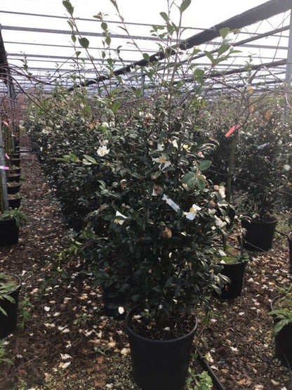  Camelia (Camellia Sasanqua 'Hino De Gumo')