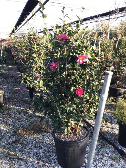  Camelia (Camellia Sasanqua 'Kanjiro')
