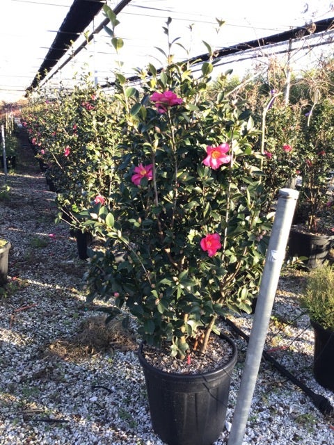  Camelia (Camellia Sasanqua 'Kanjiro')