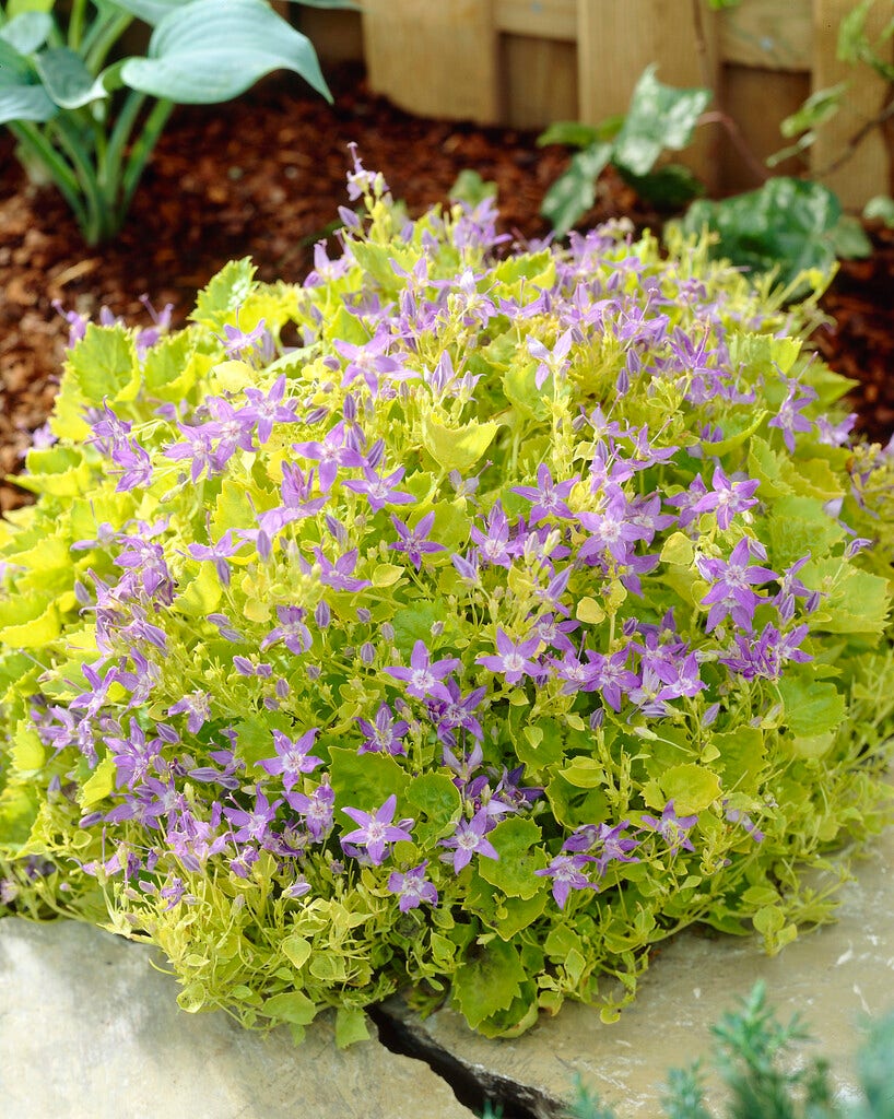  Klokje (Campanula 'Dickson's Gold')