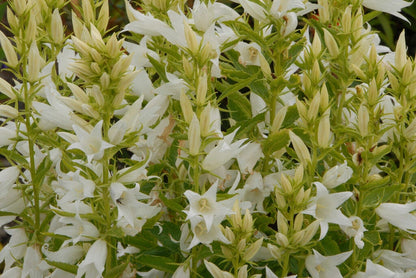  Klokje (Campanula Latifolia 'Alba')