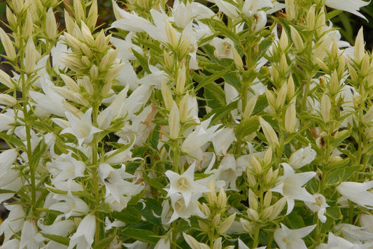  Klokje (Campanula Latifolia 'Alba')