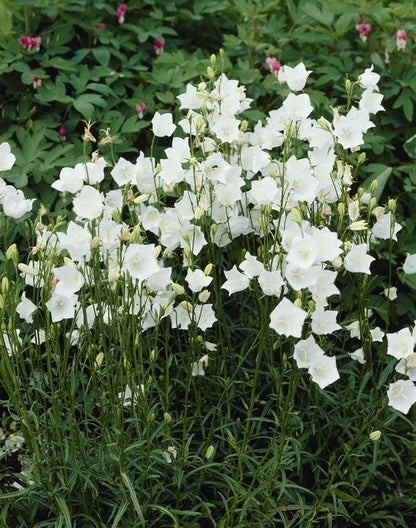  Klokje (Campanula Persicifolia 'Alba')