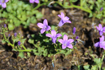  Klokje (Campanula Portenschlagiana 'Resholt Variety')