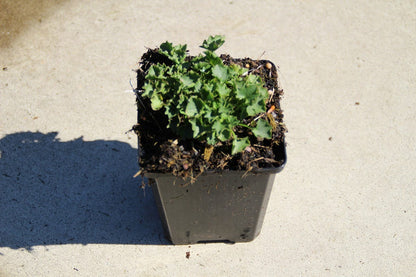  Klokje (Campanula Portenschlagiana 'Resholt Variety')