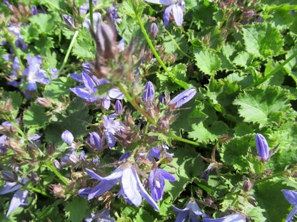  Klokje (Campanula Poscharskyana 'Blauranke')