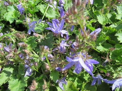  Klokje (Campanula Poscharskyana 'Blauranke')