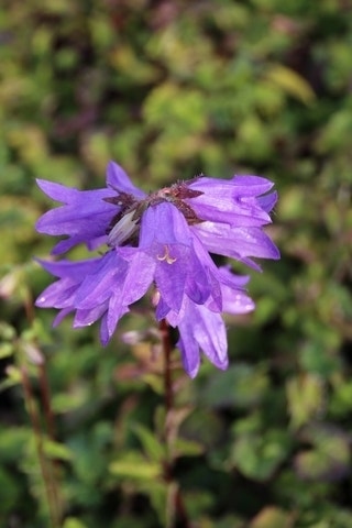  Klokje (Campanula Trachelium)