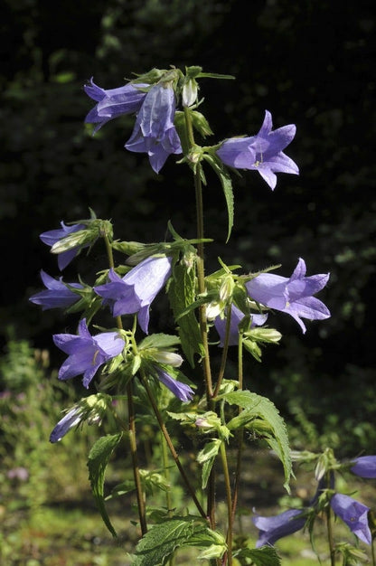  Klokje (Campanula Trachelium) BIO