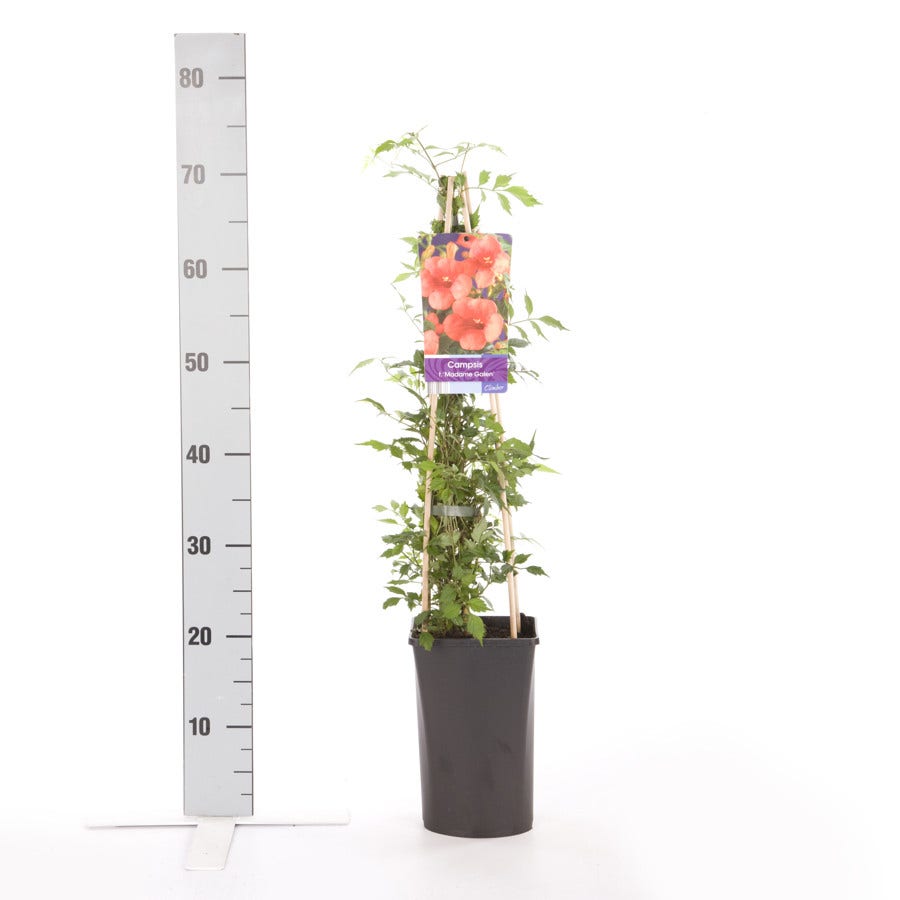  Trompetbloem (Campsis Tagliabuana 'Mme Galen')