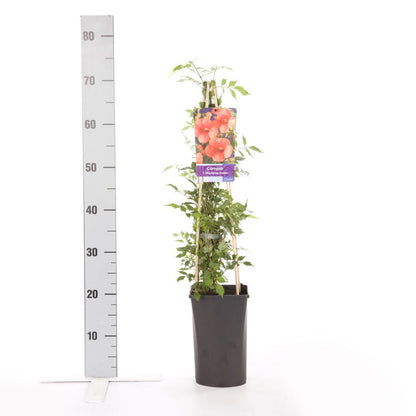  Trompetbloem (Campsis Tagliabuana 'Mme Galen')