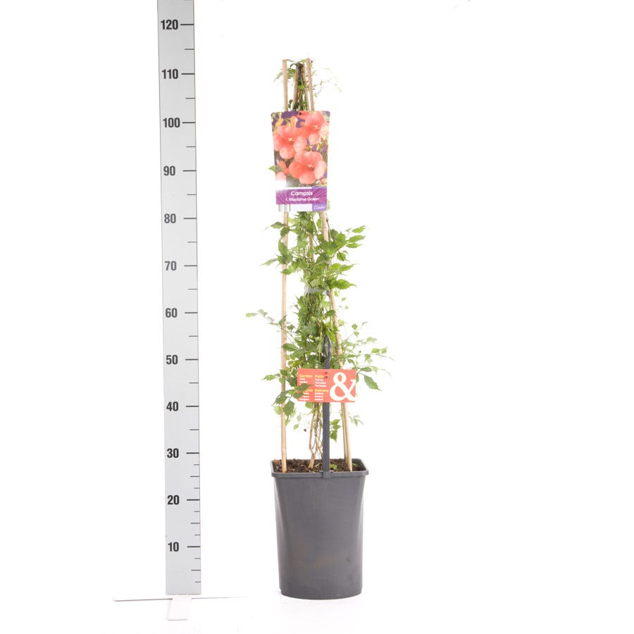  Trompetbloem (Campsis Tagliabuana 'Mme Galen')