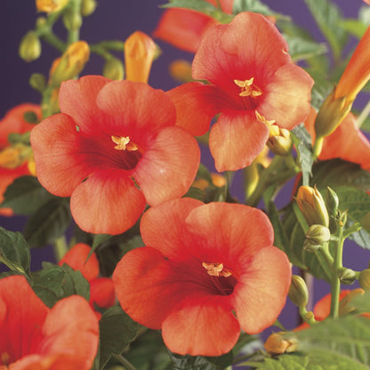 Trompetbloem (Campsis Tagliabuana 'Mme Galen')