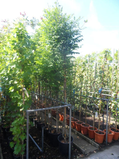  Trompetbloem, Halfstam (Campsis Tagliabuana 'Mme Galen')