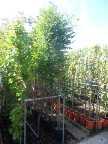  Trompetbloem (Campsis Tagliabuana 'Mme Galen')