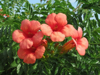  Trompetbloem (Campsis Tagliabuana 'Mme Galen')