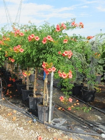  Trompetbloem, Halfstam (Campsis Tagliabuana 'Mme Galen')