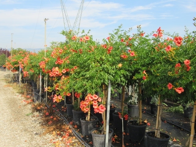 Trompetbloem, Halfstam (Campsis Tagliabuana 'Mme Galen')