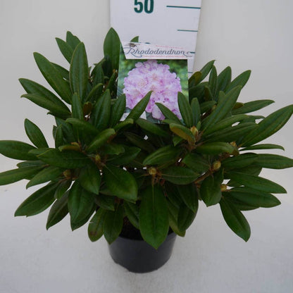  Dwergrhododendron (Rhododendron 'Caroline Allbrook')
