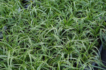  Zegge (Carex 'Feather Falls')