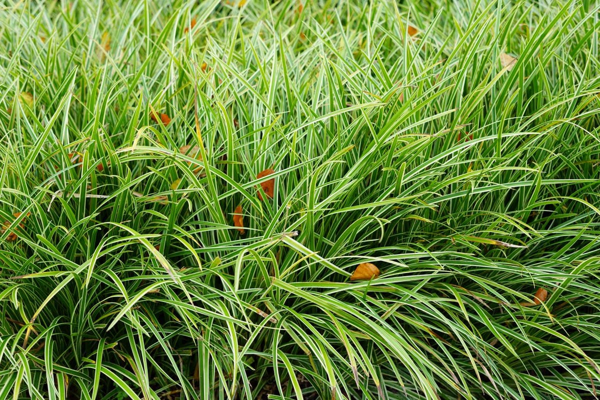  Zegge (Carex Morrowii 'Ice Dance') BIO