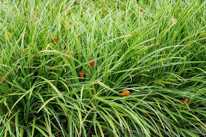  Zegge (Carex Morrowii 'Ice Dance') BIO