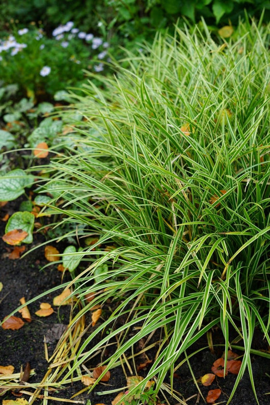  Zegge (Carex Morrowii 'Ice Dance') BIO