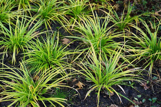  Zegge (Carex Morrowii 'Variegata')