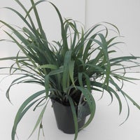  Zegge (Carex 'Bunny Blue')