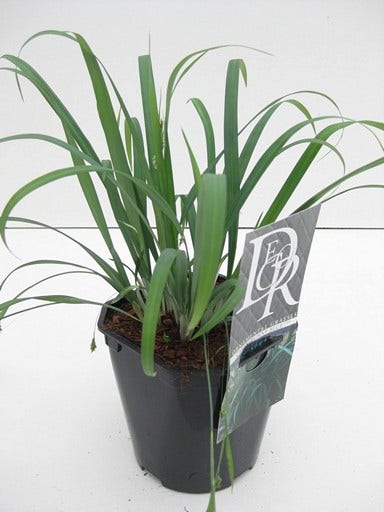  Zegge (Carex 'Bunny Blue')