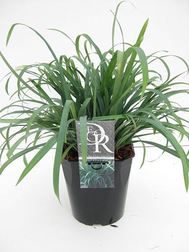  Zegge (Carex 'Bunny Blue')