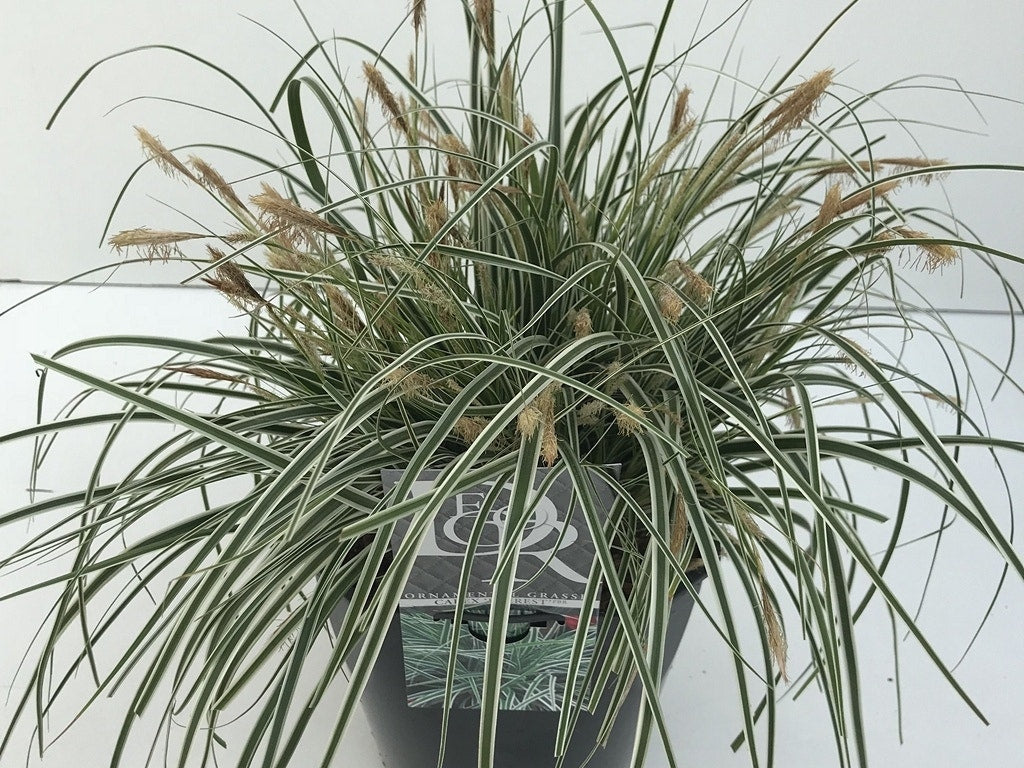  Zegge (Carex Oshimensis 'Everest' )