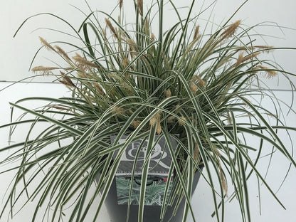  Zegge (Carex Oshimensis 'Everest' )