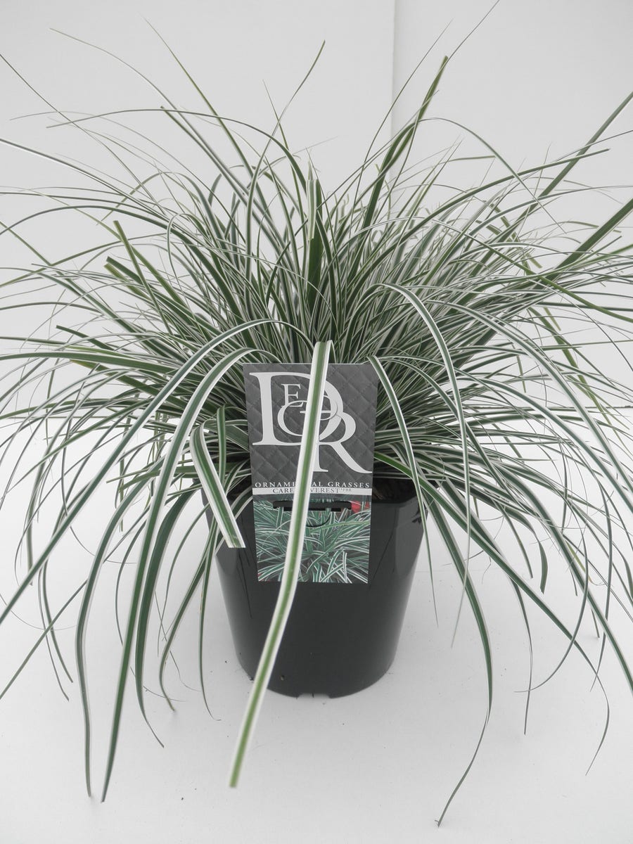  Zegge (Carex Oshimensis 'Everest' )