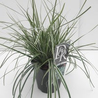  Zegge (Carex Oshimensis 'Everest' )