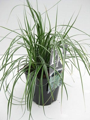  Zegge (Carex Oshimensis 'Everest' )