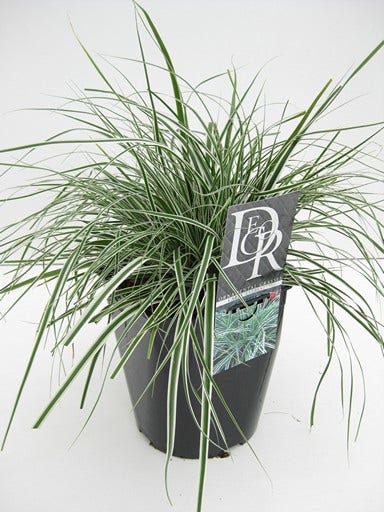  Zegge (Carex Oshimensis 'Everest' )